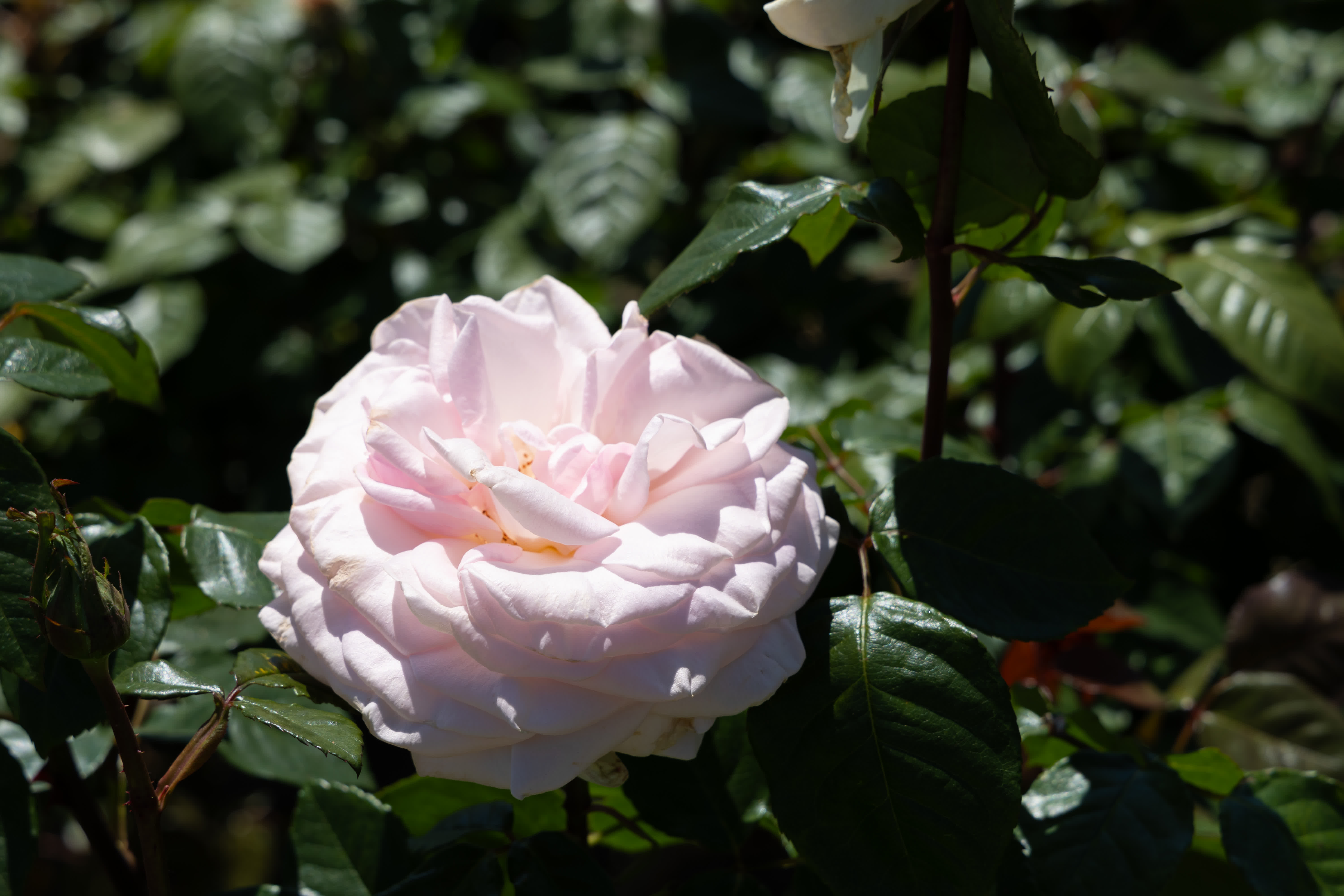 Flora
