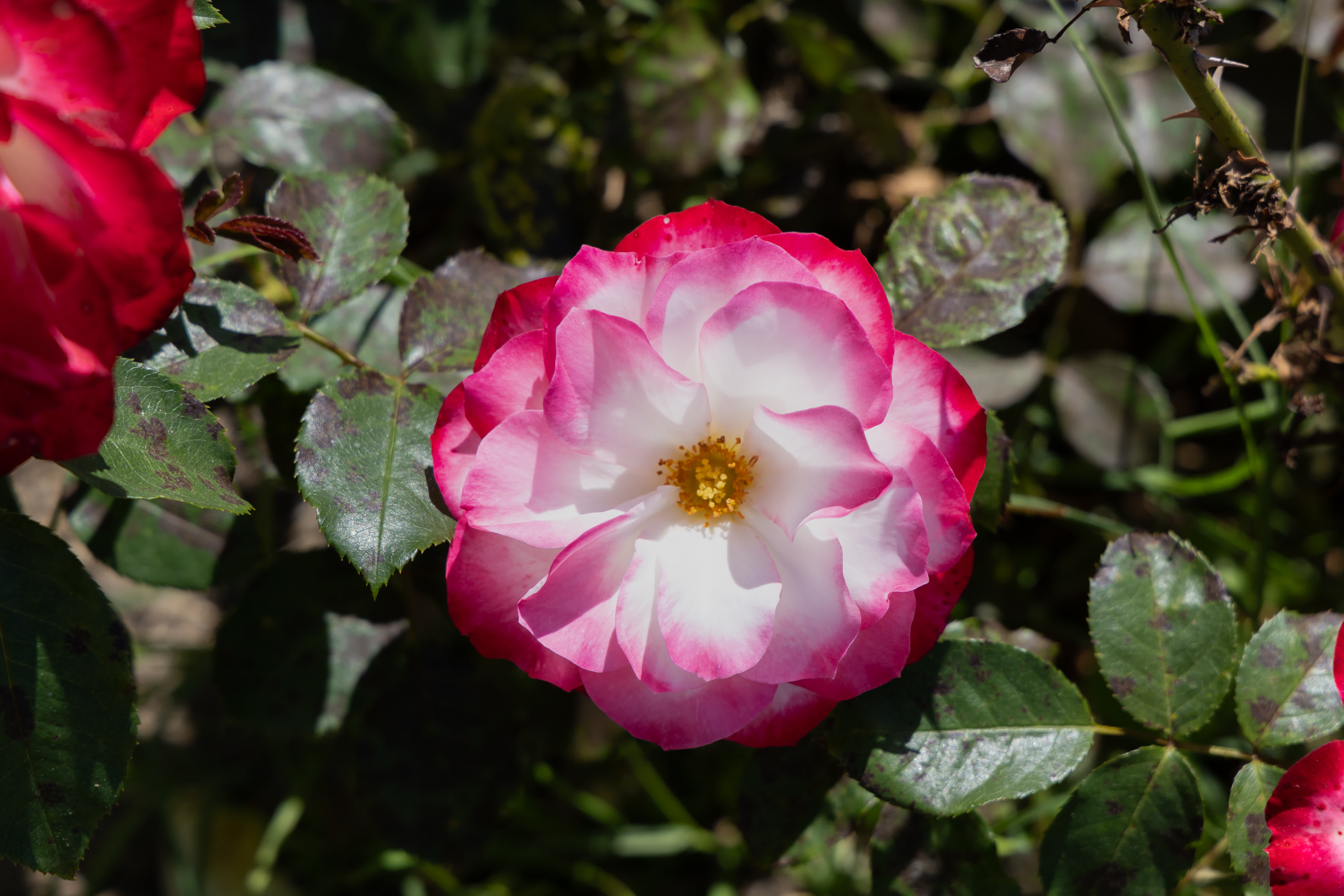Flora