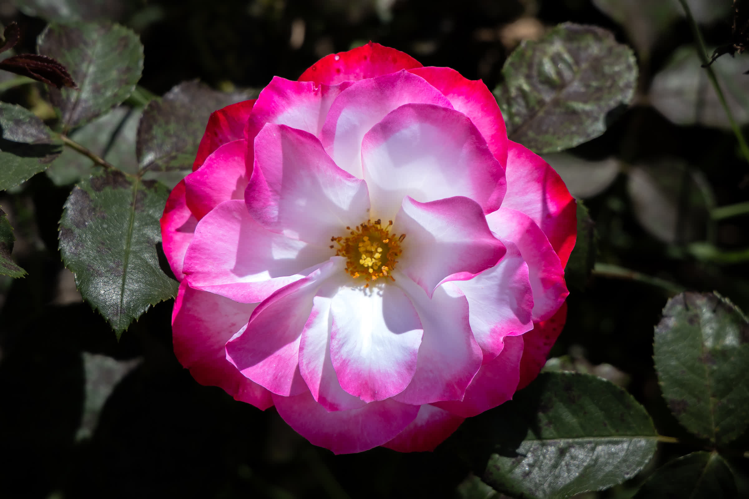 Bloom